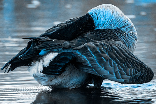 Contorting Canadian Goose Playing Peekaboo (Blue Tone Photo)