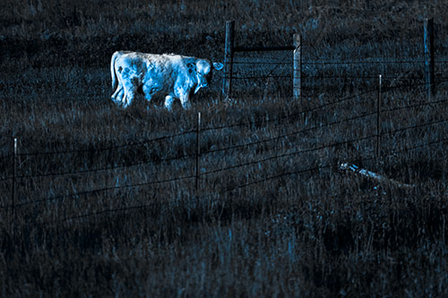Cow Glances Sideways Beside Barbed Wire Fence (Blue Tone Photo)