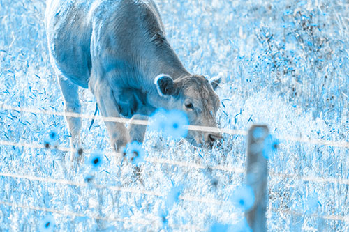 Cow Snacking On Grass Behind Fence (Blue Tone Photo)