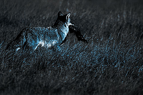 Coyote Heads Towards Forest Carrying Dead Animal Carcass (Blue Tone Photo)