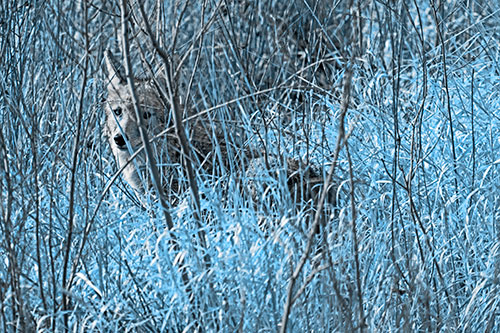 Coyote Makes Eye Contact Among Tall Grass (Blue Tone Photo)