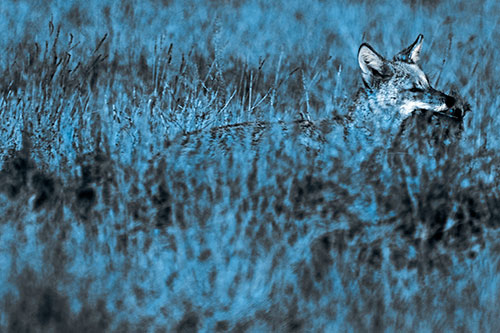 Coyote Running Through Tall Grass (Blue Tone Photo)