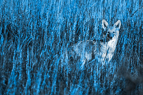 Coyote Watches Among Feather Reed Grass (Blue Tone Photo)