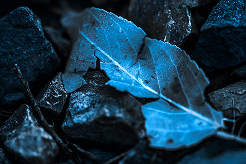 Cracked Soggy Leaf Face Rests Among Rocks (Blue Tone Photo)