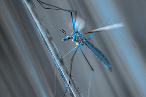 Crane Fly Clinging Ahold To Grass Blade (Blue Tone)