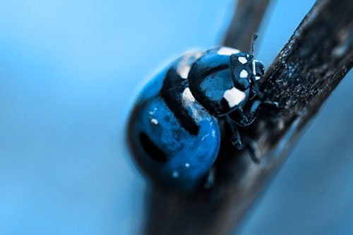 Crawling Ladybug Climbing Up Plant Stem (Blue Tone Photo)