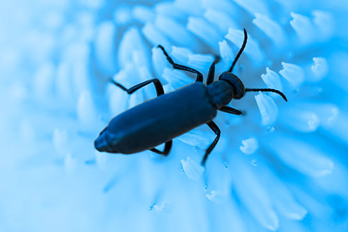 Crawling Oedemera Beetle Searching Atop Dandelion (Blue Tone)