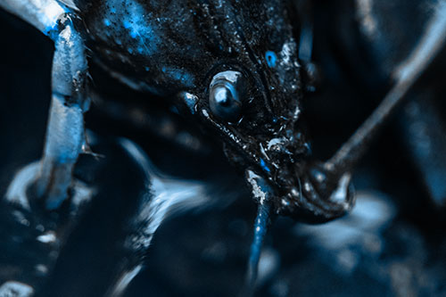 Crayfish Standing Above Flowing Water (Blue Tone Photo)