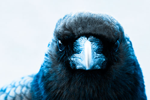 Creepy Close Eye Contact With A Crow (Blue Tone Photo)