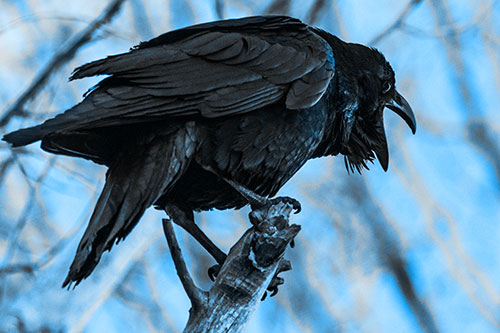 Croaking Raven Perched Atop Broken Tree Branch (Blue Tone Photo)