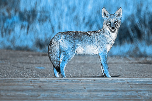 Crossing Coyote Glares Across Bridge Walkway (Blue Tone Photo)