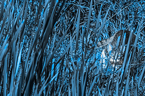 Crouching Cat Hunting Among Tall Reed Grass (Blue Tone)