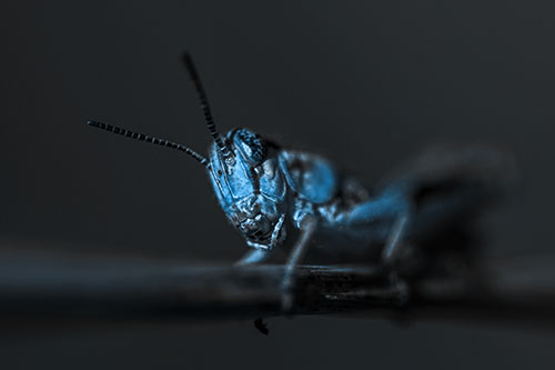 Crouching Grasshopper Gripping Onto Grass Blade (Blue Tone)