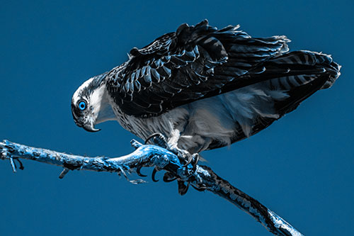 Crouching Osprey Hawk Looking Below Shredded Tree Branch (Blue Tone)