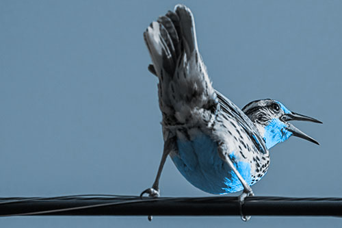 Crouching Western Meadowlark Singing Towards Sunlight (Blue Tone)
