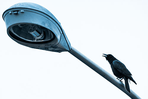 Crow Cawing Atop Sloping Light Pole (Blue Tone Photo)