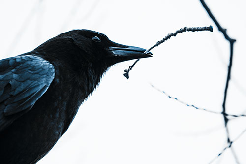 Crow Clasping Stick Among Tree Branches (Blue Tone Photo)