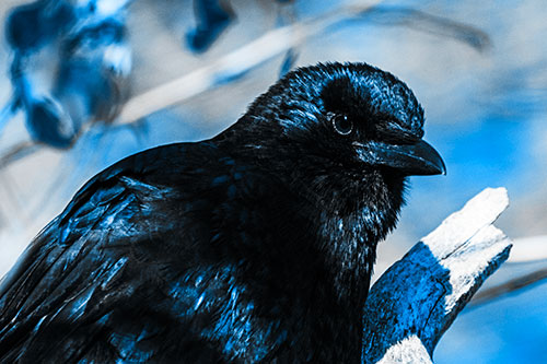 Crow Enjoys Sunshine Atop Broken Tree Branch (Blue Tone Photo)