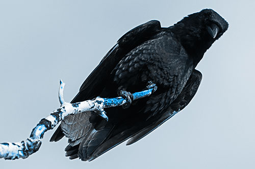 Crow Glancing Downward Atop Decaying Tree Branch (Blue Tone Photo)