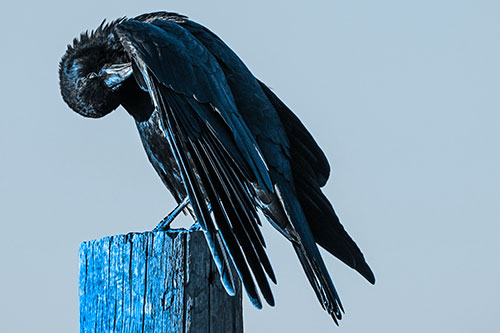Crow Grooming Wing Atop Wooden Post (Blue Tone Photo)