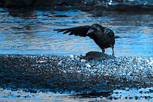 Crow Pointing Upstream Using Wing (Blue Tone Photo)