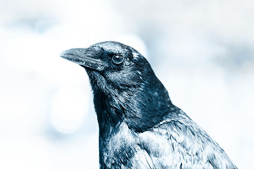 Crow Posing For Headshot (Blue Tone Photo)