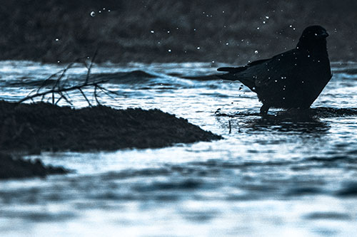 Crow Splashing River Water (Blue Tone Photo)