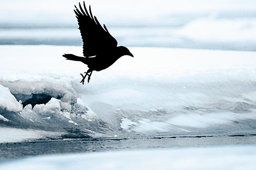 Crow Taking Flight Off Icy Shoreline (Blue Tone Photo)