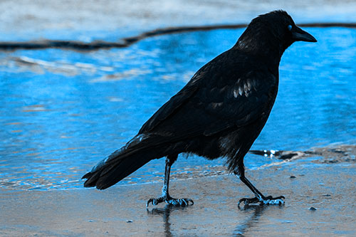 Crow Walking Along Frozen River Ice (Blue Tone)
