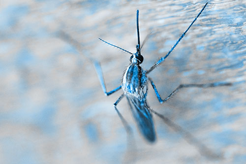 Culex Pipien Mosquito Resting Vertically (Blue Tone Photo)