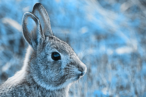 Curious Bunny Rabbit Looking Sideways (Blue Tone Photo)