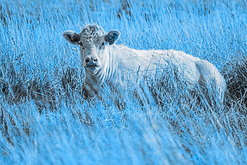 Curious Cow Awakens From Nap (Blue Tone Photo)