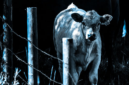 Curious Cow Calf Making Eye Contact (Blue Tone Photo)