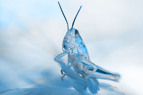 Curious Crouching Grasshopper Perched Atop Leaf Petal (Blue Tone)