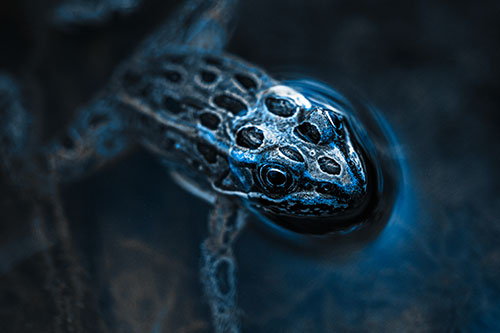 Curious Leopard Frog Peeking Head Above Water (Blue Tone Photo)