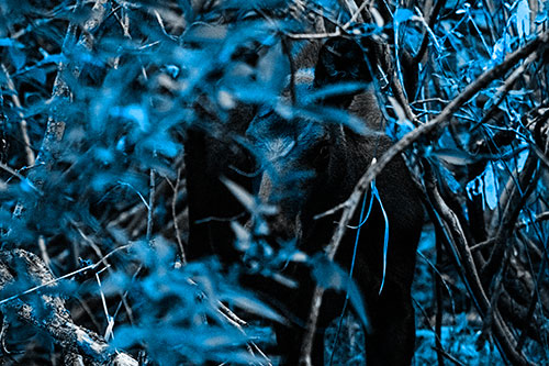 Curious Moose Looking Around (Blue Tone Photo)