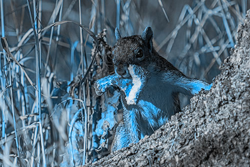 Curious Pizza Crust Squirrel (Blue Tone Photo)