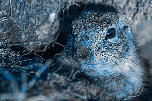 Curious Prairie Dog Watches From Dirt Tunnel Entrance (Blue Tone Photo)