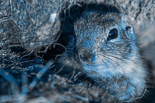 Curious Prairie Dog Watches From Dirt Tunnel Entrance (Blue Tone)