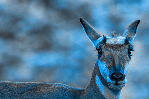 Curious Pronghorn Staring Across Roadway (Blue Tone Photo)