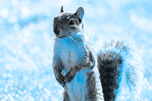 Curious Squirrel Standing On Hind Legs (Blue Tone Photo)