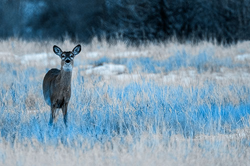 Curious White Tailed Deer Watching Among Snowy Field (Blue Tone Photo)