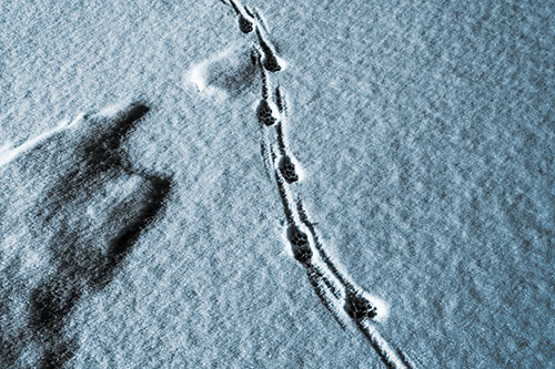 Curving Animal Footprint Trail Dragging Along Snow (Blue Tone)