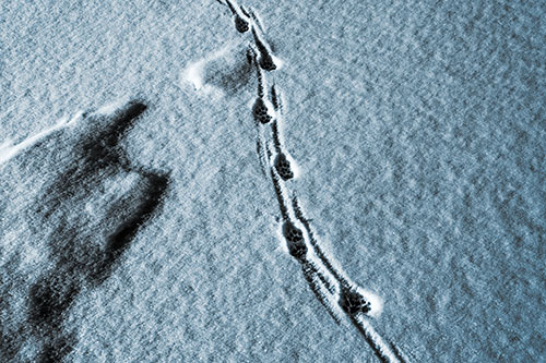 Curving Animal Footprint Trail Dragging Along Snow (Blue Tone Photo)