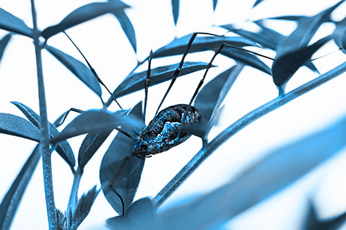 Daddy Longlegs Harvestmen Spider Crawling Down Plant Stem (Blue Tone Photo)