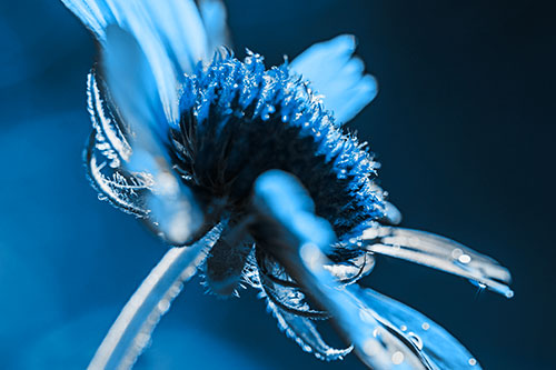 Damp Coneflower Blossoming Towards Sunlight (Blue Tone Photo)