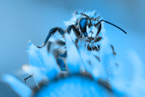 Damp Honey Bee Crawling Over Blanket Flower (Blue Tone)