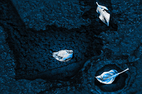 Damp Leaf Face Rests Atop Wet Desiccating Pavement (Blue Tone)