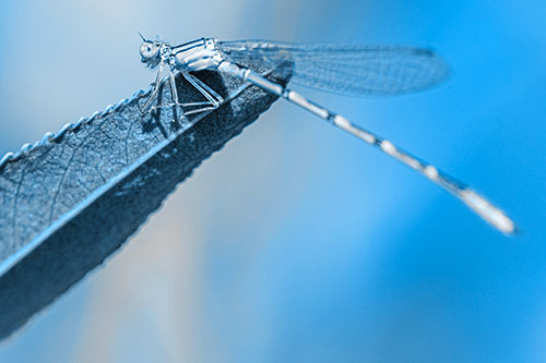 Damselfly Clamping Onto Leaf Petal Edge (Blue Tone)