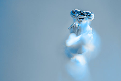 Damselfly Embraces Grass Blade Among Sunlight (Blue Tone)
